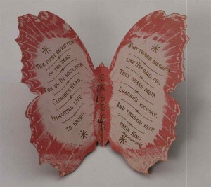 Whitman's butterfly